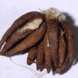 Lucky Hand Root 1 Ea. (Salap)